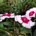 IMG_20161216_123238
