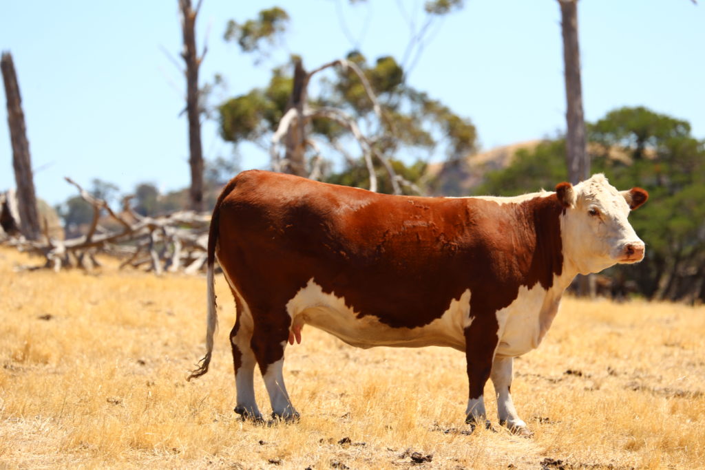 cow rural regional australia