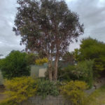 wide angle tree